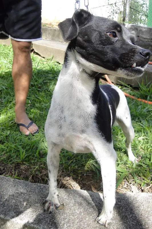 Cachorro ra a SRD idade 4 anos nome Lisa