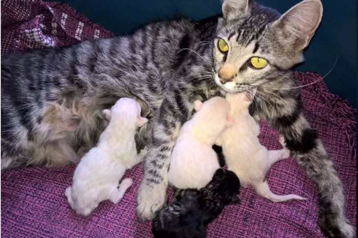 Gato ra a RND idade Abaixo de 2 meses nome Floquinhos