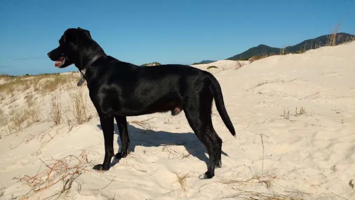 Cachorro ra a SRD idade 7 a 11 meses nome Café