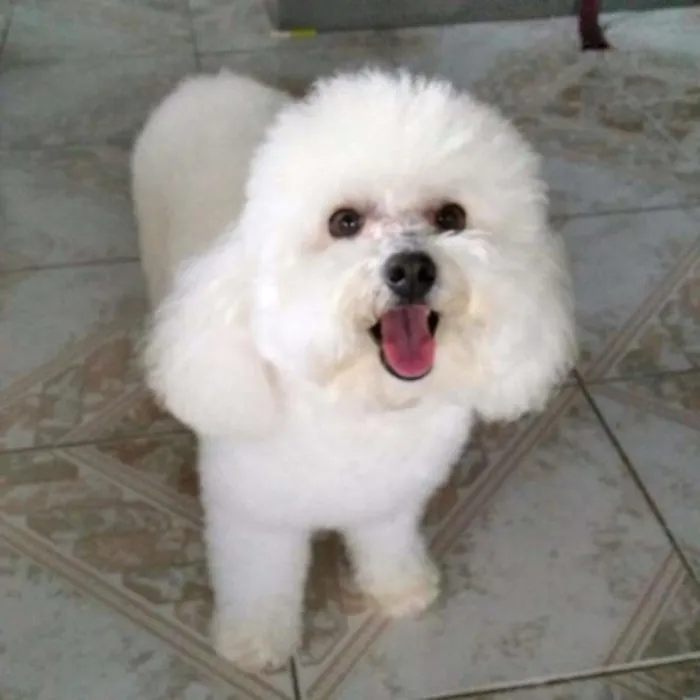 Cachorro ra a Poodle idade  nome Bile