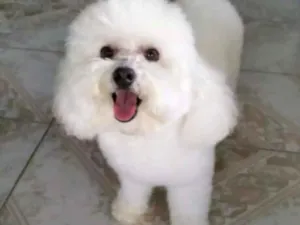 Cachorro raça Poodle idade  nome Bile