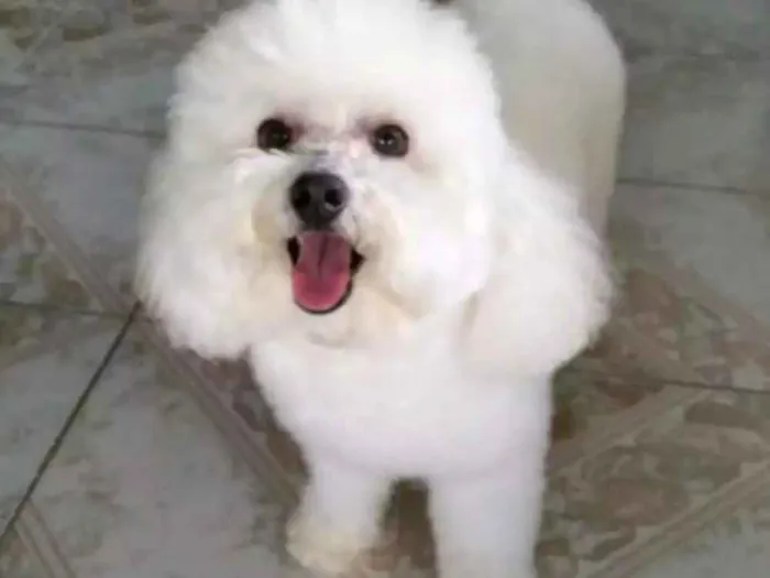 Cachorro ra a Poodle idade  nome Bile