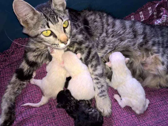 Gato ra a RND idade Abaixo de 2 meses nome Floquinhos