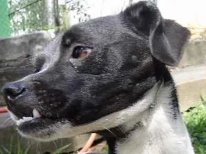Cachorro raça SRD idade 4 anos nome Lisa