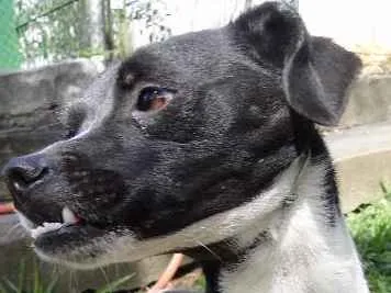 Cachorro ra a SRD idade 4 anos nome Lisa