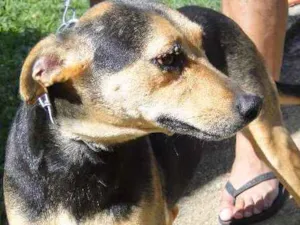 Cachorro raça SRD idade 5 anos nome Lilica
