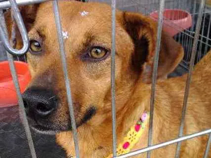 Cachorro ra a SRD idade 5 anos nome Flor