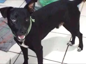 Cachorro raça SRD idade 7 a 11 meses nome Café