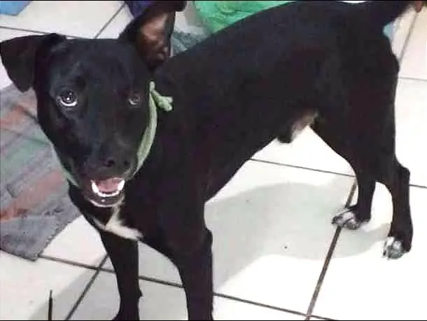 Cachorro ra a SRD idade 7 a 11 meses nome Café
