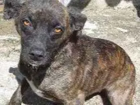 Cachorro ra a SRD idade 5 anos nome Peteca