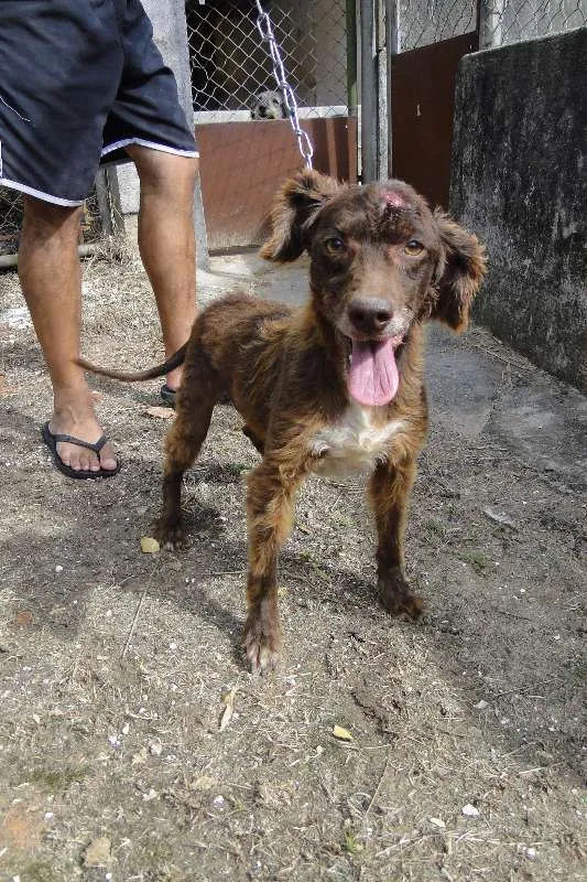 Cachorro ra a SRD idade 6 ou mais anos nome Bob