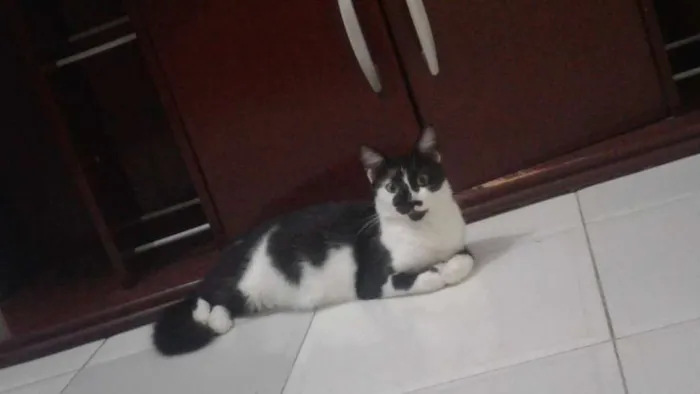 Gato ra a persa misturada com siamês  idade 1 ano nome Ninha 