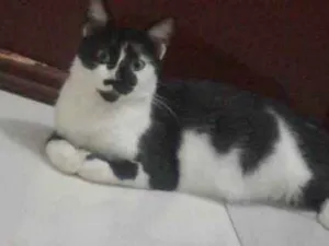 Gato raça persa misturada com siamês  idade 1 ano nome Ninha 