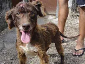 Cachorro raça SRD idade 6 ou mais anos nome Bob