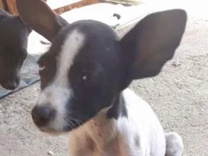 Cachorro raça  idade 2 a 6 meses nome -
