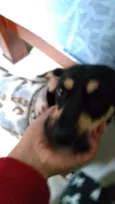 Pipoca
