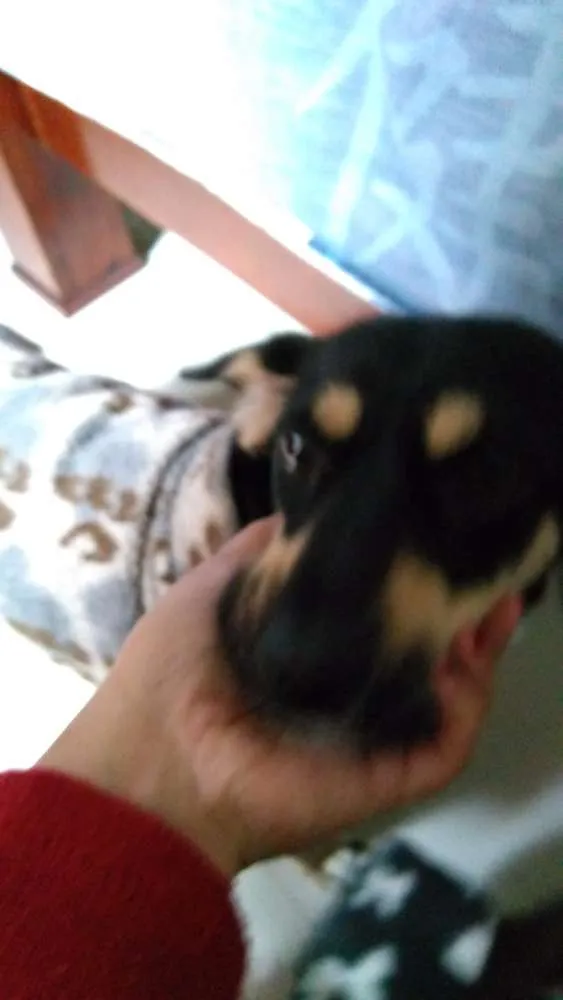 Cachorro ra a Sem raça idade 2 anos nome Pipoca