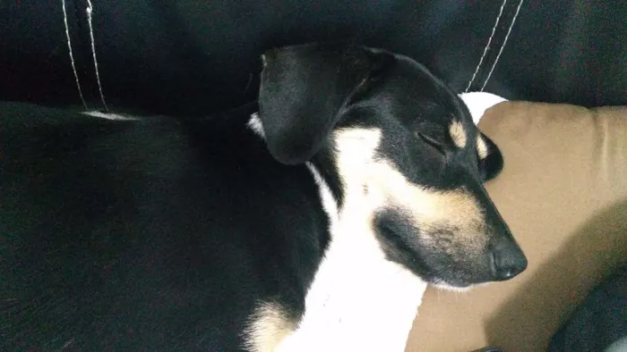 Cachorro ra a Sem raça idade 2 anos nome Pipoca
