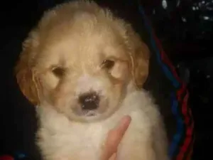 Cachorro raça Srd  idade Abaixo de 2 meses nome Mattew