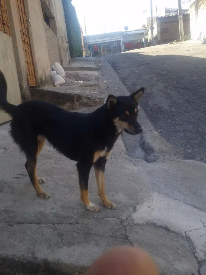 Cachorro ra a Vira lata. Com pastor idade 7 a 11 meses nome Neguinha
