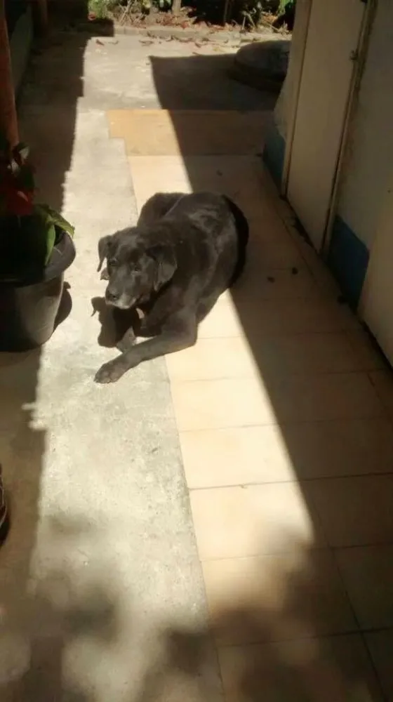 Cachorro ra a Labrador idade 6 ou mais anos nome Raica