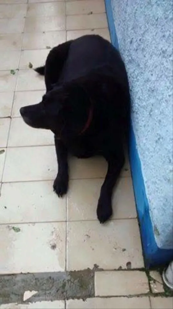 Cachorro ra a Labrador idade 6 ou mais anos nome Raica