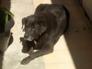 Cachorro raça Labrador idade 6 ou mais anos nome Raica