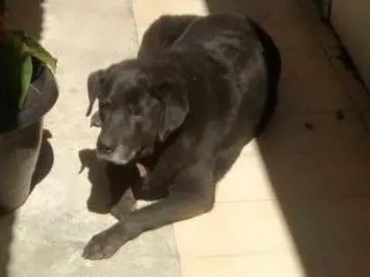 Cachorro ra a Labrador idade 6 ou mais anos nome Raica