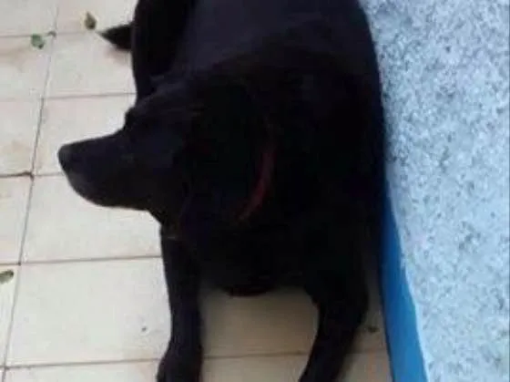 Cachorro ra a Labrador idade 6 ou mais anos nome Raica