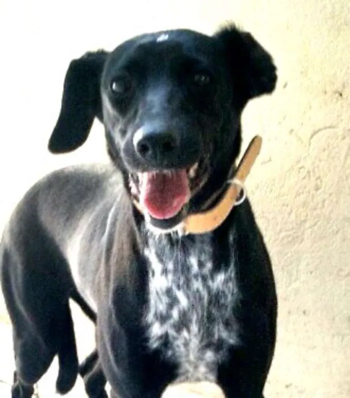 Cachorro ra a Sem raça definida idade 2 anos nome Tina