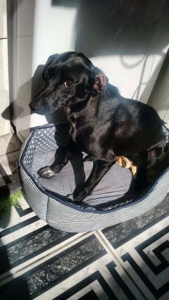 Cachorro ra a Sem raça definida idade 2 anos nome Tina