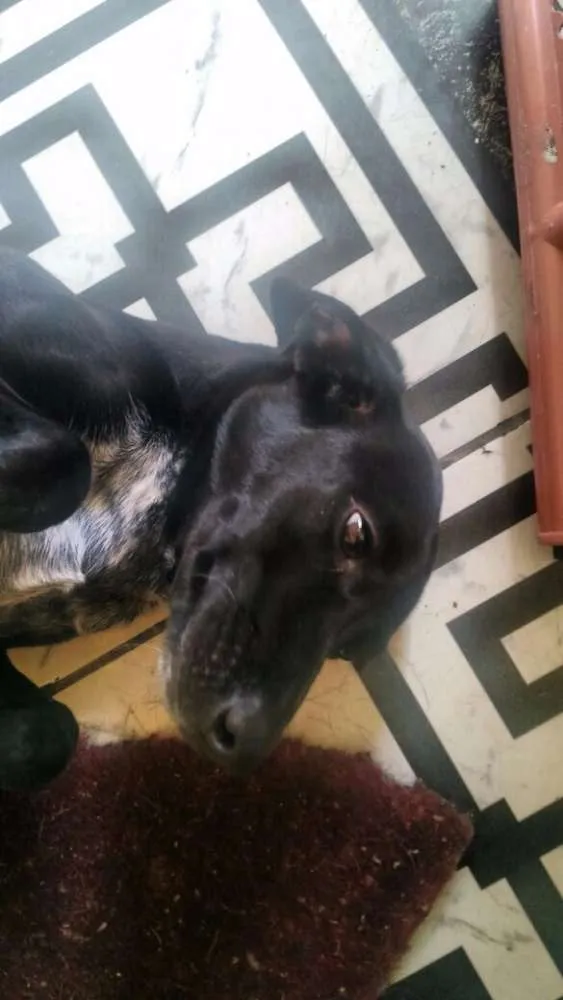 Cachorro ra a Sem raça definida idade 2 anos nome Tina