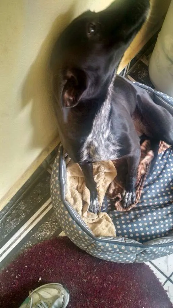 Cachorro ra a Sem raça definida idade 2 anos nome Tina