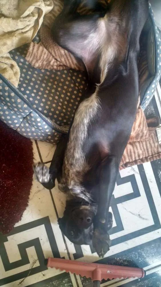 Cachorro ra a Sem raça definida idade 2 anos nome Tina