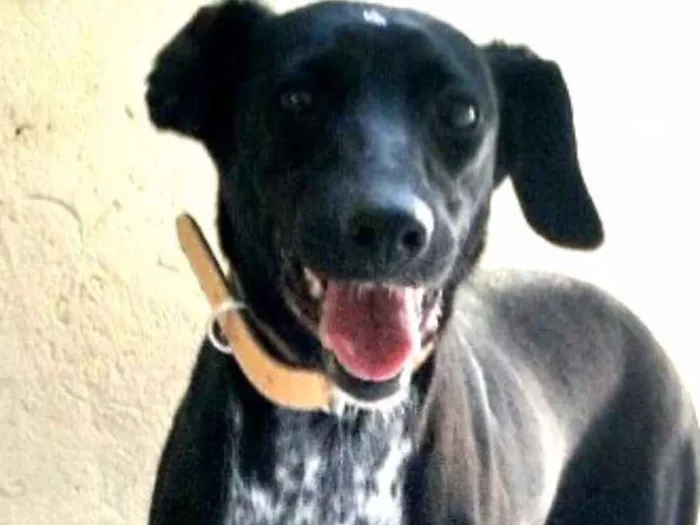 Cachorro ra a Sem raça definida idade 2 anos nome Tina