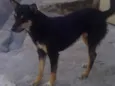 Neguinha