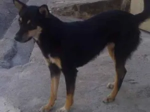 Cachorro raça Vira lata. Com pastor idade 7 a 11 meses nome Neguinha
