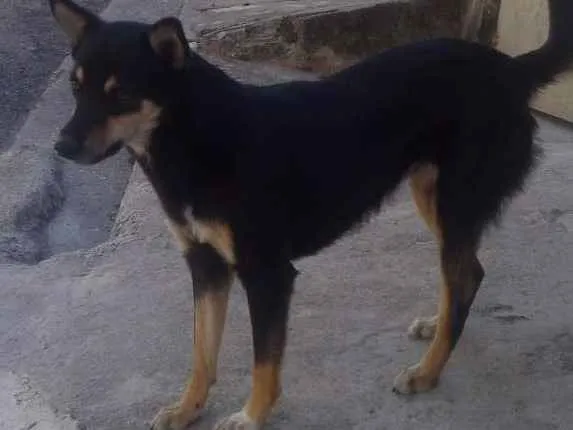 Cachorro ra a Vira lata. Com pastor idade 7 a 11 meses nome Neguinha