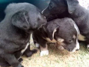 Cachorro raça sem raça definida idade 2 a 6 meses nome sem nome