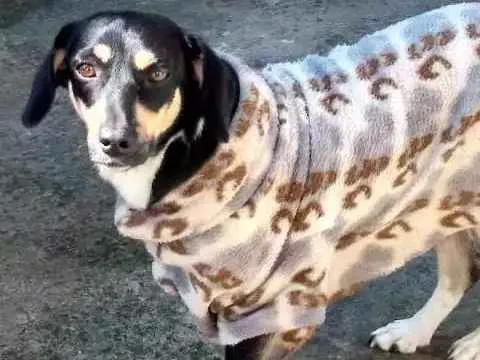Cachorro ra a Sem raça idade 2 anos nome Pipoca