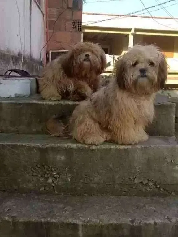 Cachorro ra a Shiatsu  idade 2 a 6 meses nome Fred 