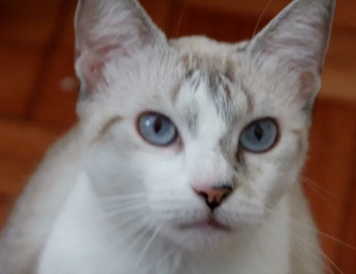 Gato ra a Vira lata idade 2 anos nome Mia