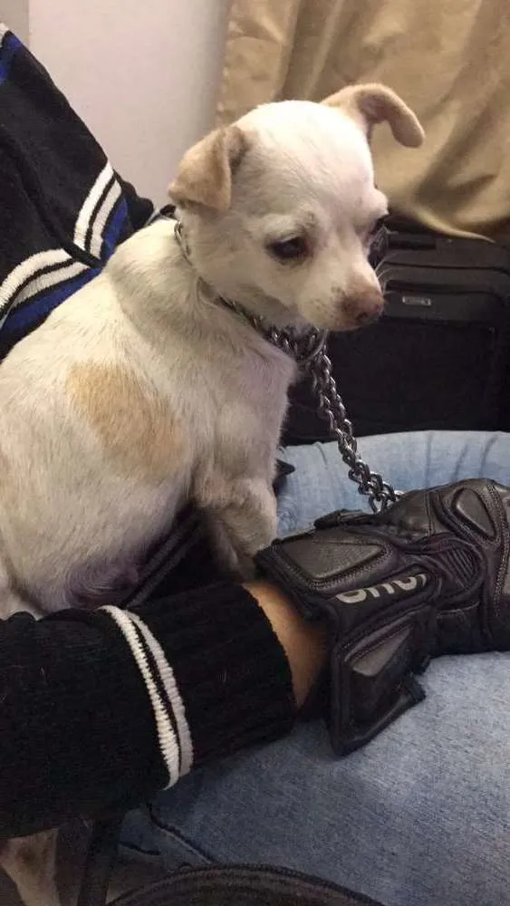 Cachorro ra a Não sei idade 4 anos nome Não Sei