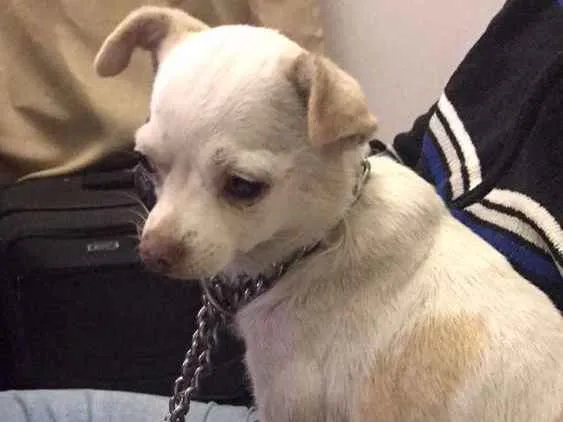 Cachorro ra a Não sei idade 4 anos nome Não Sei