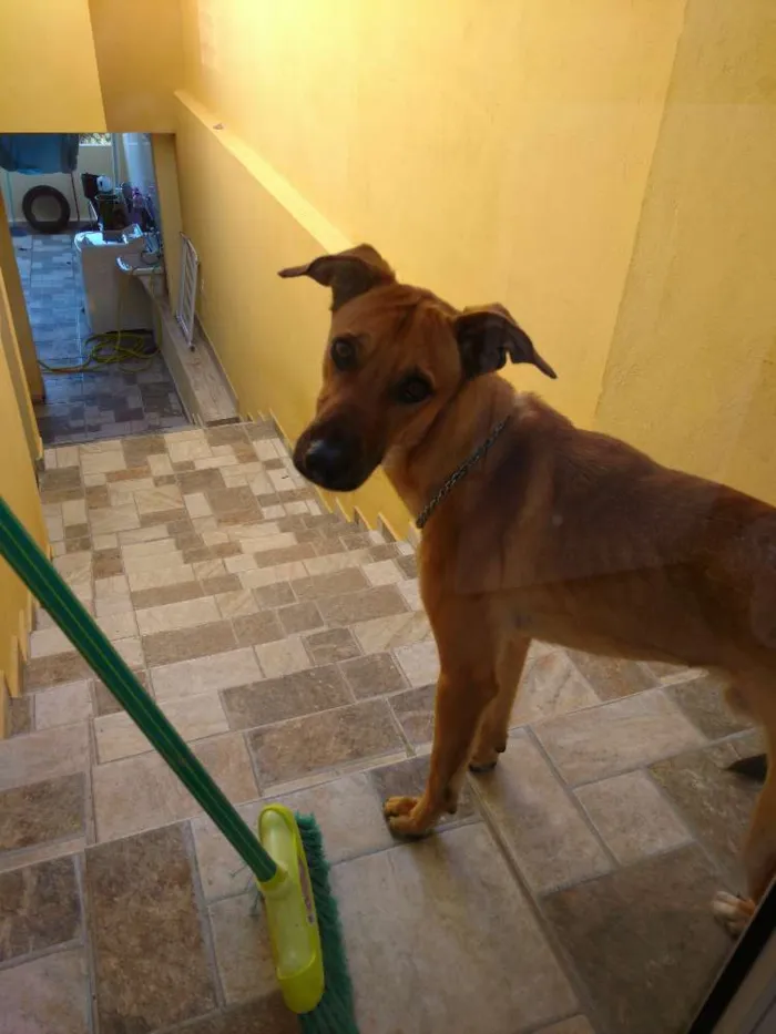 Cachorro ra a Srd idade 1 ano nome Fred