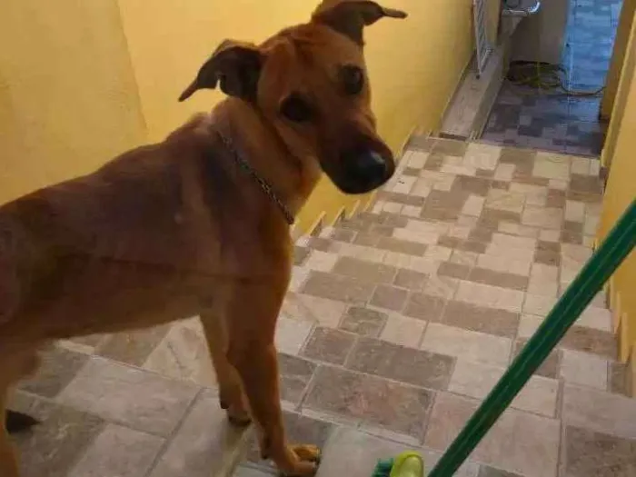 Cachorro ra a Srd idade 1 ano nome Fred