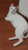 Tom