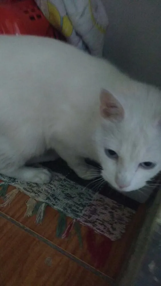 Gato ra a  idade 1 ano nome Tom