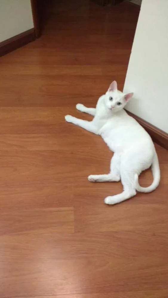 Gato ra a  idade 1 ano nome Tom