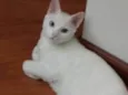 Tom